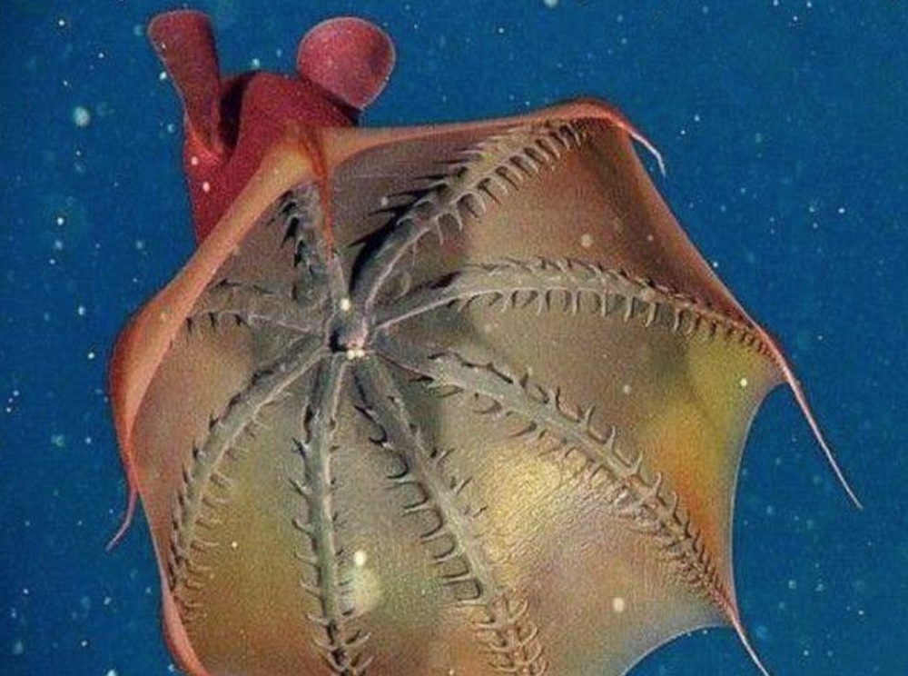 科学家称,虽然古代乌贼已经适应了低氧环境,但它生活在比现代同类浅得