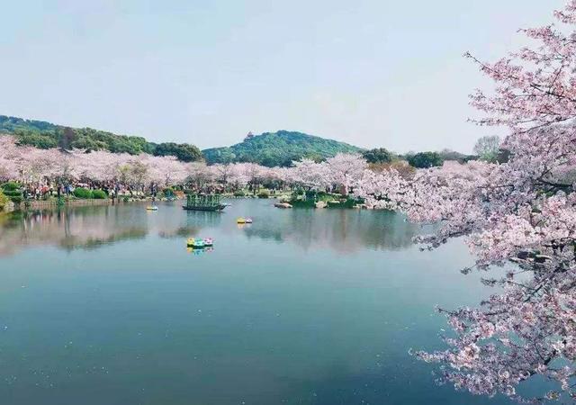 杭州最美丽的赏樱花之地,漫山遍野都是樱花,可与武汉樱花相媲美