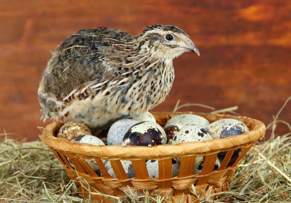 40天产蛋10个月淘汰鹌鹑一生能给养殖户带来多少价值