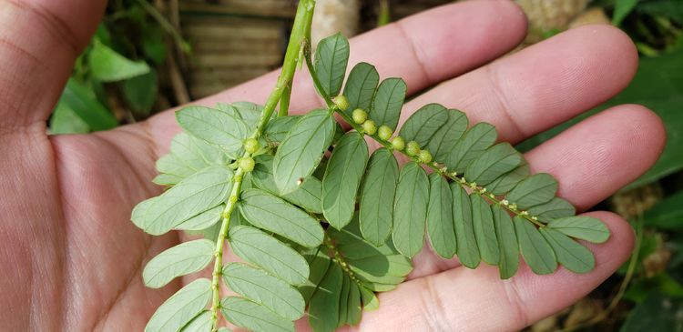 叶下珠|野生的“叶下珠”一株难求？广西很多，被村民当杂草锄死