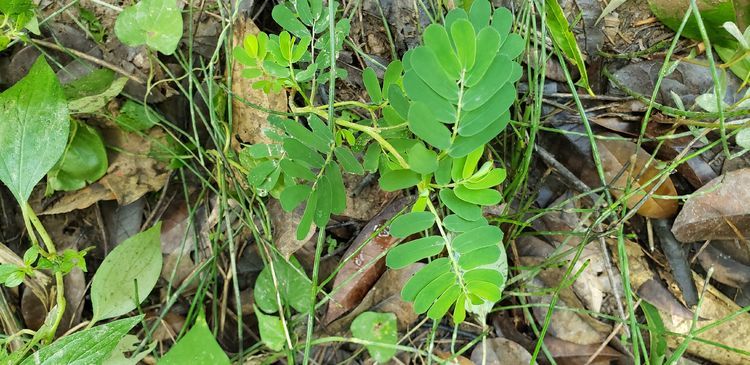 叶下珠|野生的“叶下珠”一株难求？广西很多，被村民当杂草锄死
