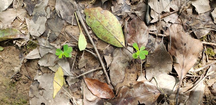 叶下珠|野生的“叶下珠”一株难求？广西很多，被村民当杂草锄死