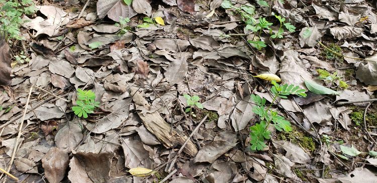 叶下珠|野生的“叶下珠”一株难求？广西很多，被村民当杂草锄死