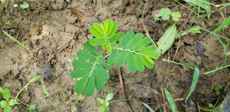 叶下珠|野生的“叶下珠”一株难求？广西很多，被村民当杂草锄死