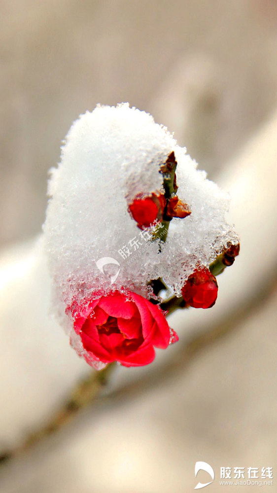 高清组图梅花傲雪