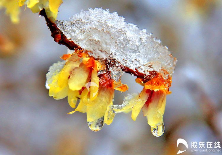 高清組圖:梅花傲雪_騰訊新聞