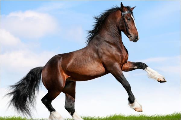 老人的话真不假属马人的晚年马到成功尤其是66年的女马