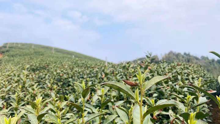 龙井茶|钱塘龙井产区采茶忙，新茶已出炉，每斤500到600元