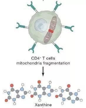 药物|艾滋病患者CD4数量降低明显，预期寿命还有多久？