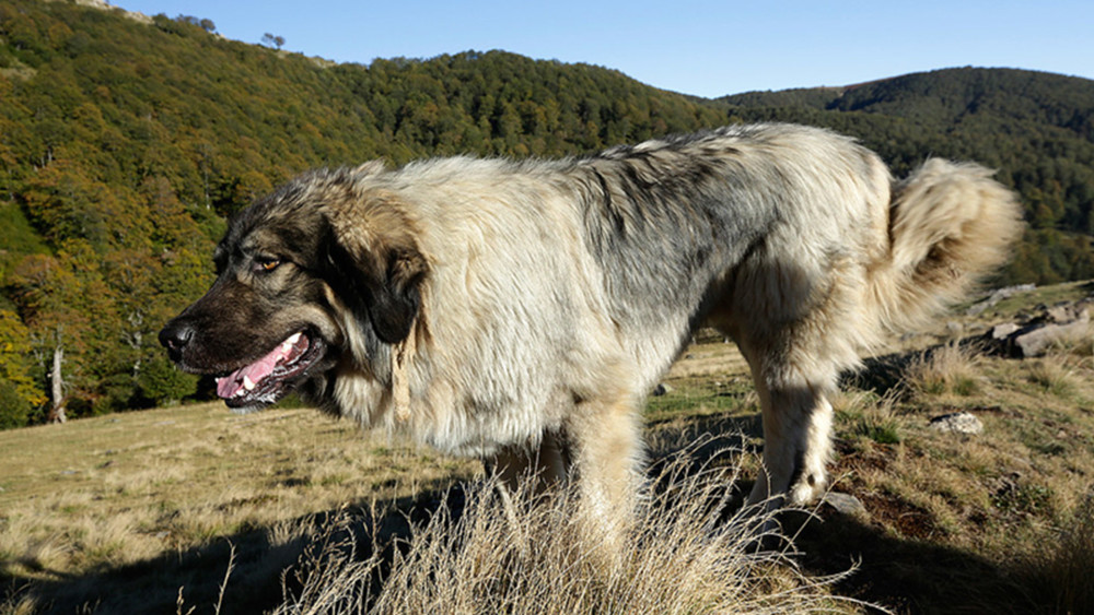 萨普兰尼那克犬是第二种能在一对一的战斗中打败狼的狗.
