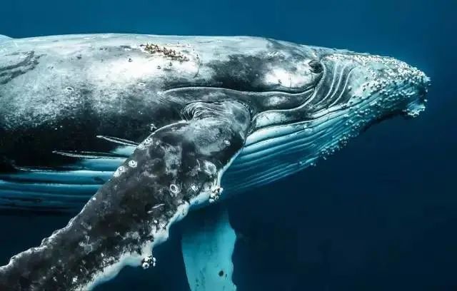 虎鲸|作为海里的恶霸，虎鲸为什么会被座头鲸欺负？