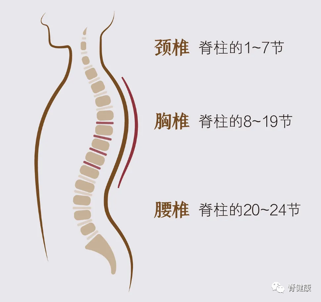 好支配著全身的活動脊柱中有脊髓而從西醫的角度看脊柱兩旁是膀胱經