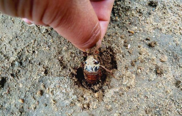 知了猴在地下的洞里,那它们打洞的土去哪了?