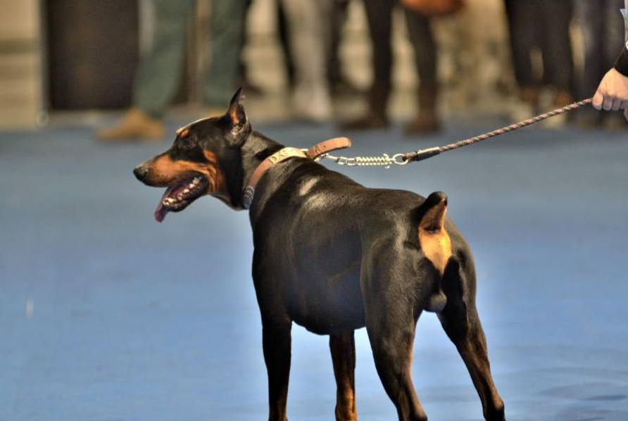 明確了池州市區養犬重點管理區域和池州市重點管理區域禁養犬名錄