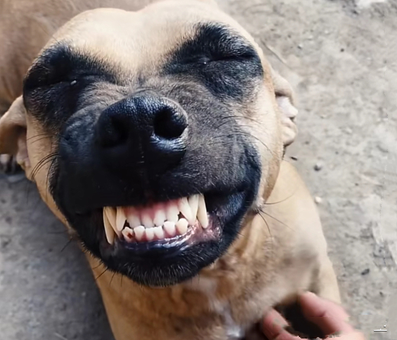 屠宰场里救下了狗狗龇着牙以为要咬人观察后却心疼不已