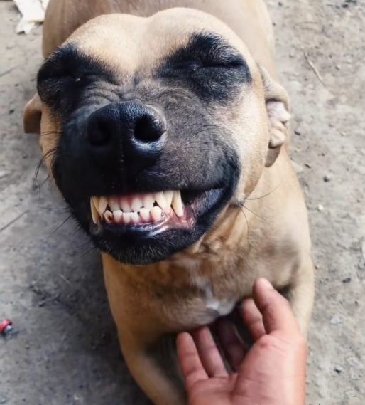 屠宰场里救下了狗狗龇着牙以为要咬人观察后却心疼不已