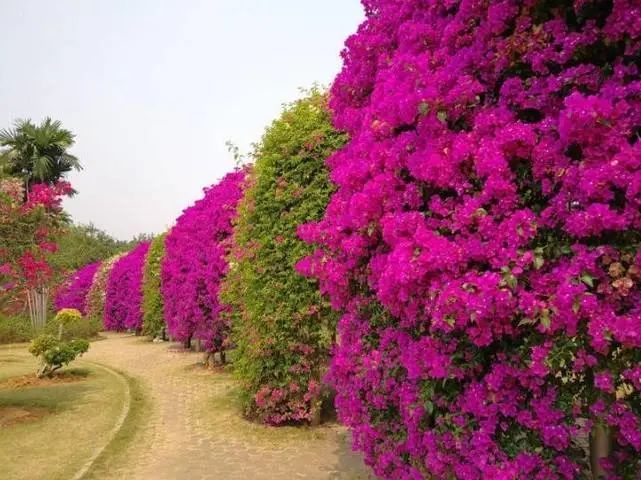 这个季节 在西双版纳做一个 花吃 挺好 西双版纳 芭蕉花 云南 攀枝花