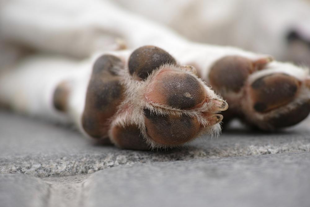 如果你的狗狗是成年犬,沒有及時補打犬瘟熱疫苗,嘔吐時還伴隨抽搐