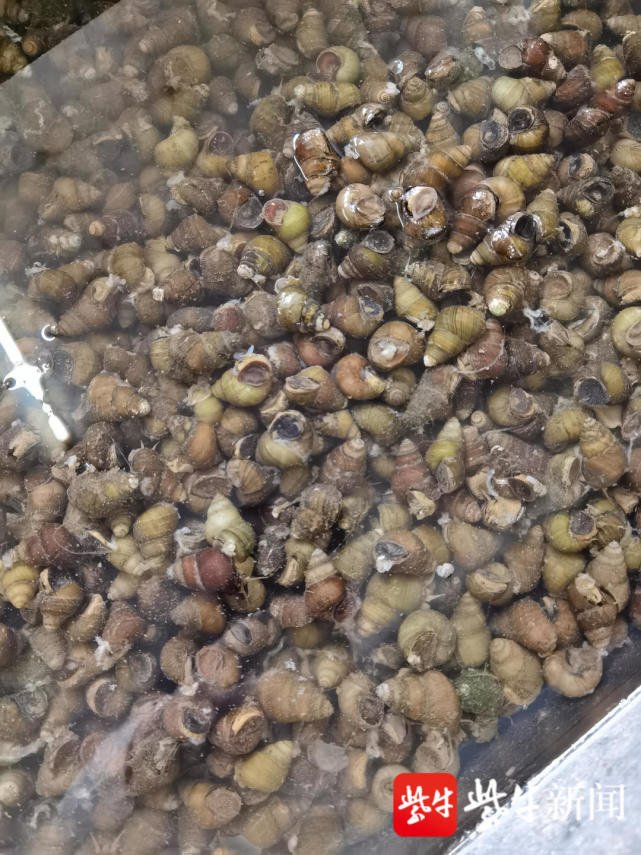 香椿价格降至30元斤02020202螺蛳上市每斤5元020202春