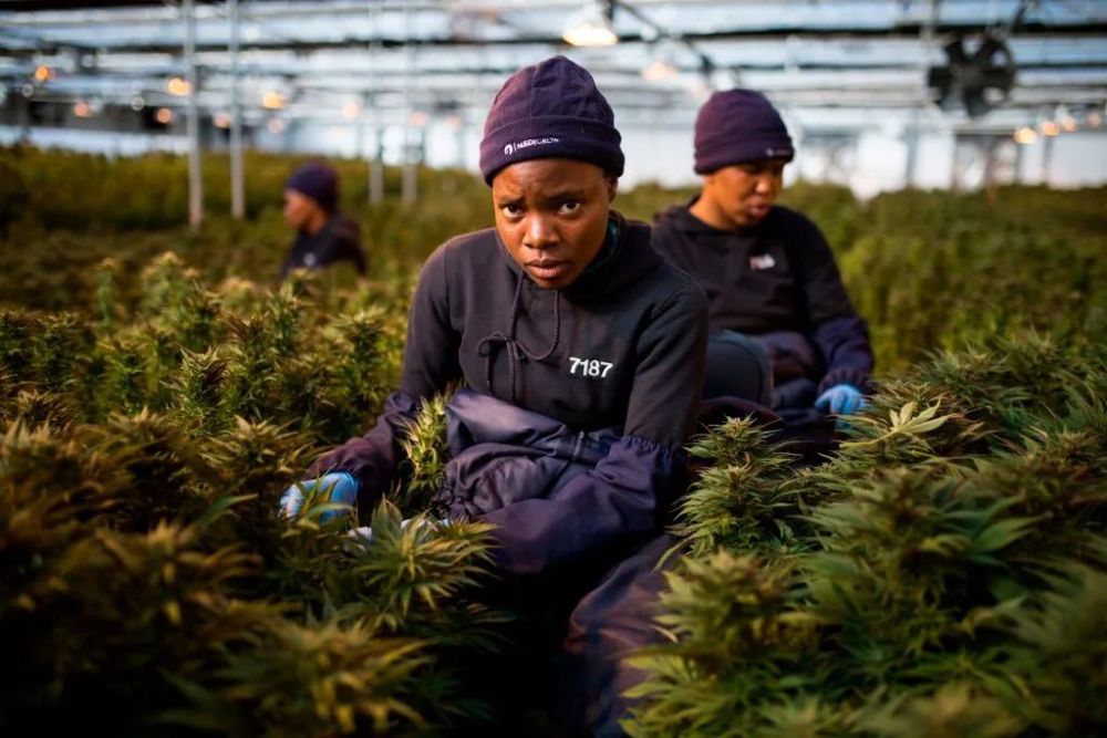 一直被忽视的非洲大麻市场 哪些国家实现大麻合法化了 腾讯新闻