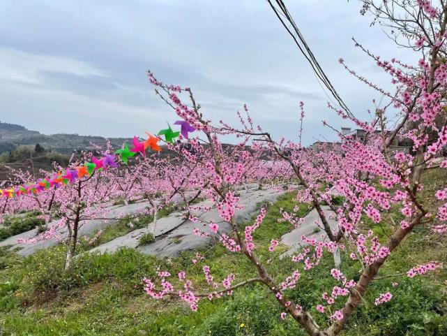 村委會希望以花會友,廣邀賓客賞桃花,編花環,品桃花酒,通過桃花節