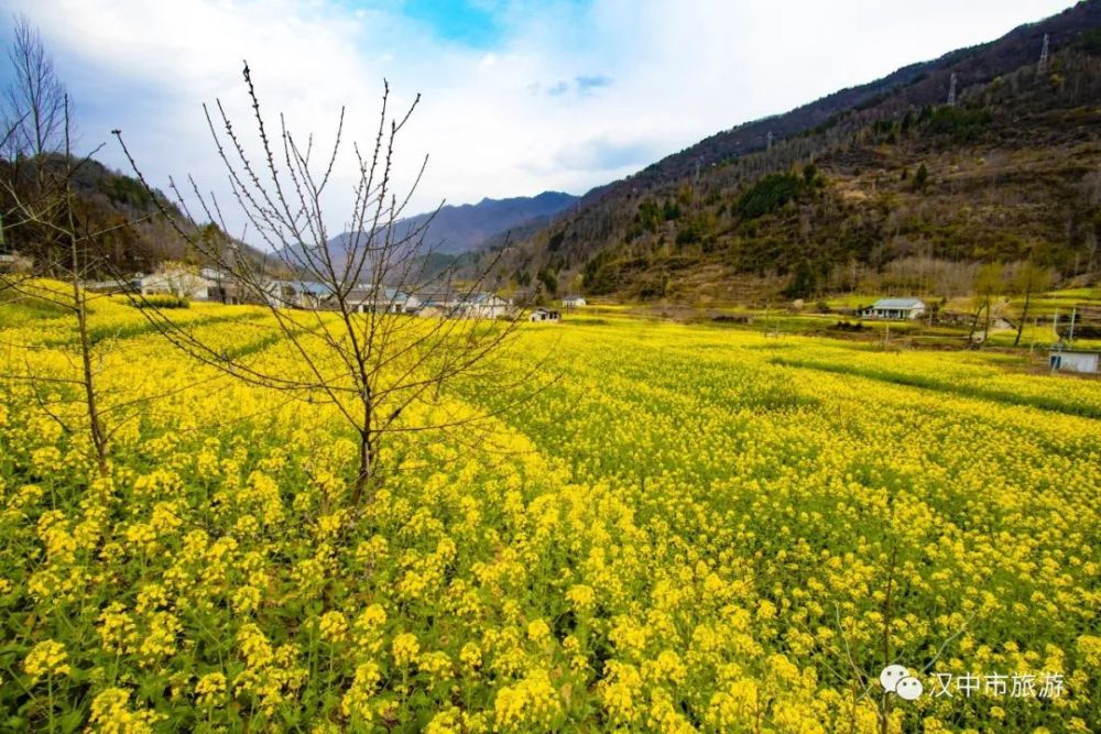 漢中油菜花節(jié)各縣區(qū)觀花線路公布！插圖11