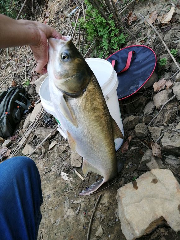春钓鲢鳙攻略只要有鱼一定有收获麒麟臂和极端饵料必不可少