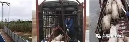 猪场|目前主流4种出猪台的设计，如何体现防非意识？