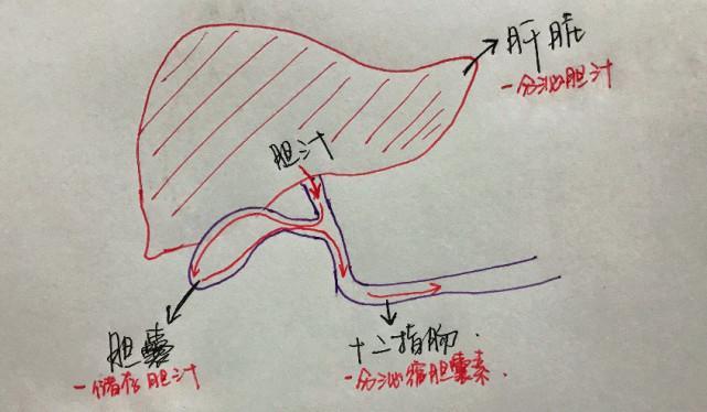 胆汁循环途径示意图图片