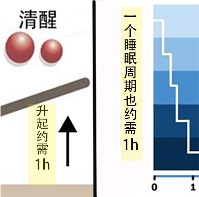 睡眠|为什么午睡醒来经常很“丧”？