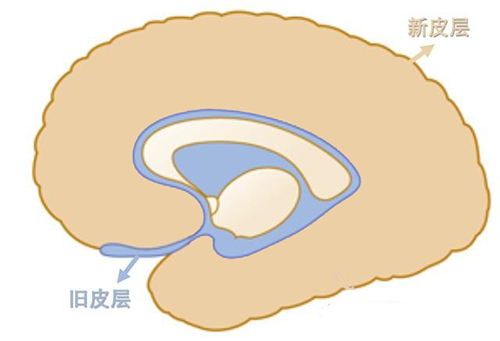 睡眠|为什么午睡醒来经常很“丧”？