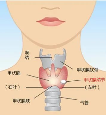 体重|俗话说“有钱难买老来瘦”，但突然瘦下来可要当心啊！