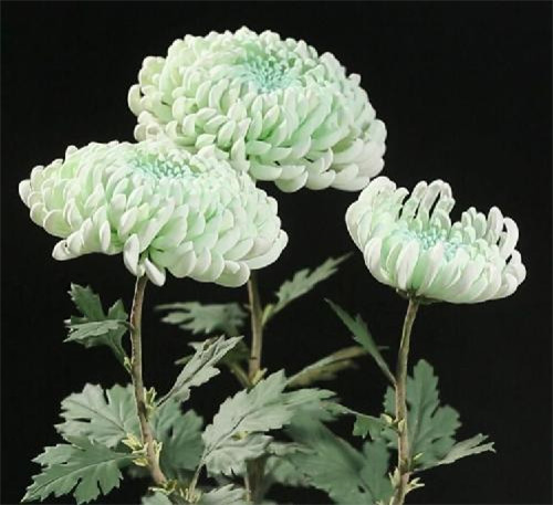 魏璎珞戴的通草花,目前仅一江苏老人精通制作,技艺会面临失传?