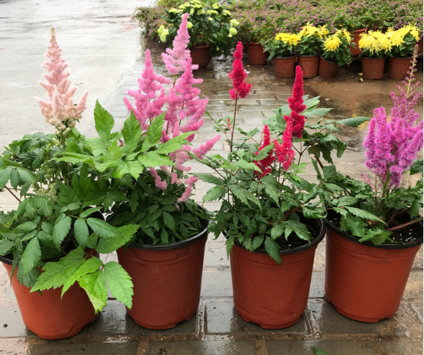 人工培育杂交的落新妇开花品种有多种多样人工栽培的落新妇幼苗嫩叶