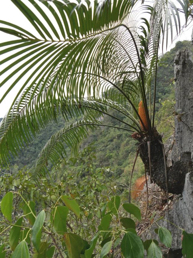 首次发现弄岗保护区锈毛苏铁雌雄异株同时开花