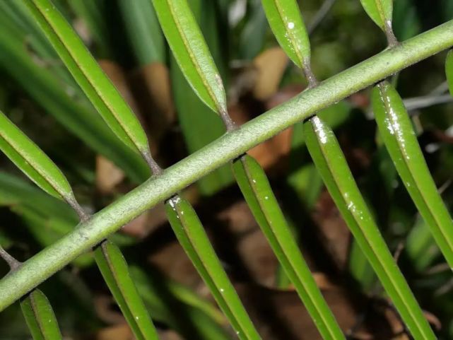 首次发现弄岗保护区锈毛苏铁雌雄异株同时开花