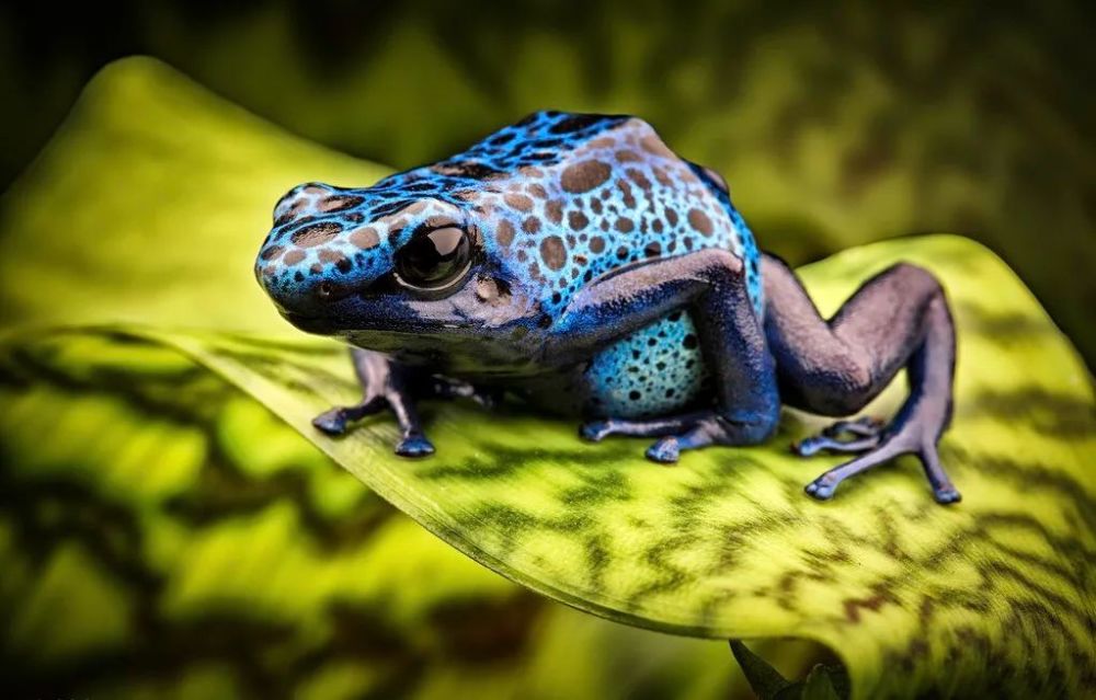 亚马逊热带雨林|被称为地球禁区的亚马逊雨林，为什么没人穿越，可怕在哪些地方？