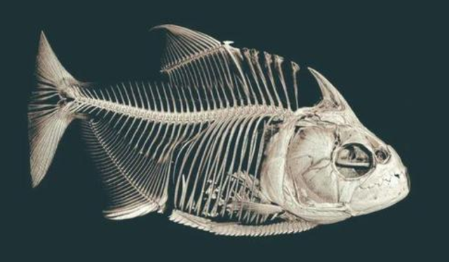 亚马逊热带雨林|被称为地球禁区的亚马逊雨林，为什么没人穿越，可怕在哪些地方？