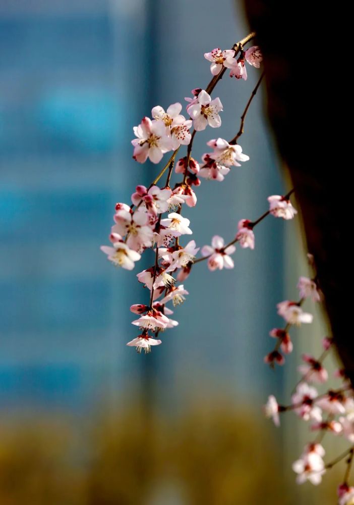 美图北京街头春花吐蕊