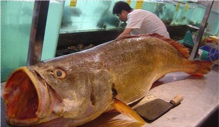 鱼中奢侈品 花胶 之首黄唇鱼 但查干湖 头鱼 却不稀有 腾讯新闻