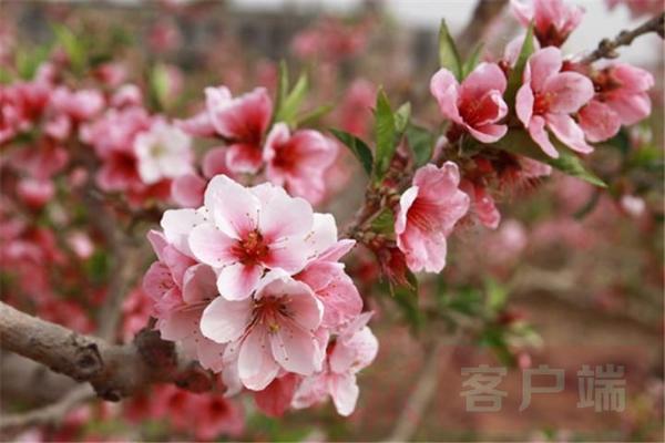 晚櫻桃花,杏花,梨花,李花,梅花,櫻花,海棠等花期接近,在植物分類上都