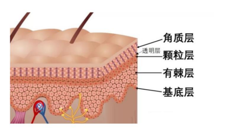 皮肤结构以及自我检测肤质