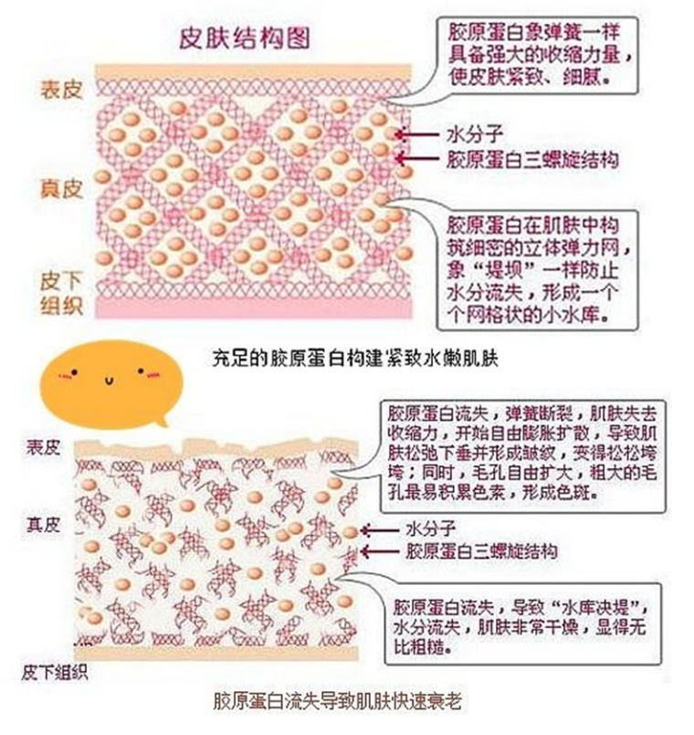 最後一個就是皮下組織,皮下組織在皮膚最深層處,由結締組織和脂肪構成