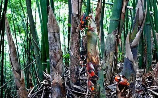 锈色棕榈象又名红棕象甲,是椰子,棕榈,槟榔,甘蔗等农作物的害虫,不仅