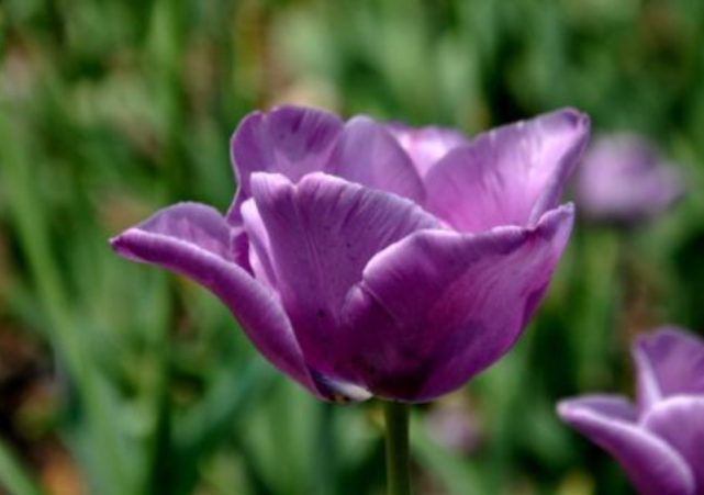 为什么全世界国家的国旗都不愿意用紫色网友不是不想用是用不起