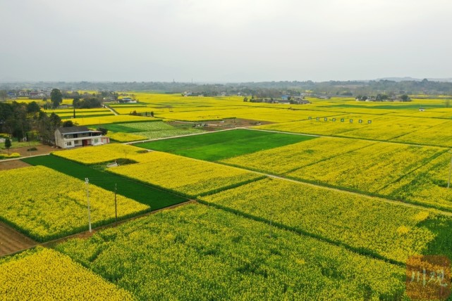 视频沃野千里春来万物生