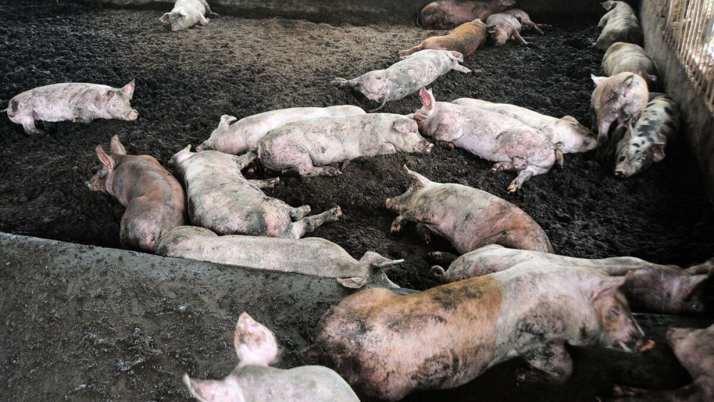 一群鸡竟解决了猪场死猪难题,咋做到的?养猪户:再不担心死猪了