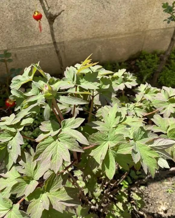 春天不要买牡丹 根能种活了 后期不开花 秋天才适合种牡丹 腾讯新闻