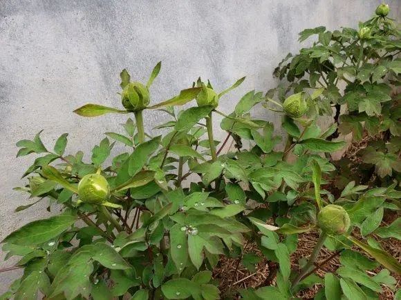 春天不要买牡丹根能种活了后期不开花秋天才适合种牡丹