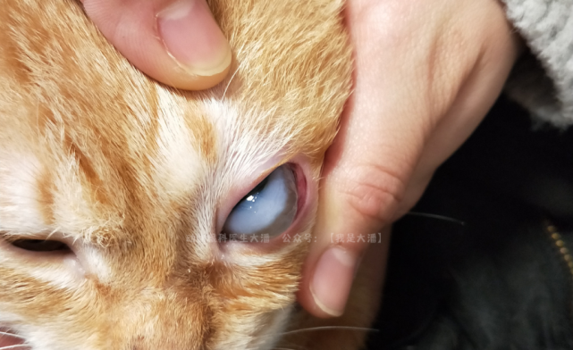 猫咪眼睛水肿发白大泡性角膜炎的保守治疗